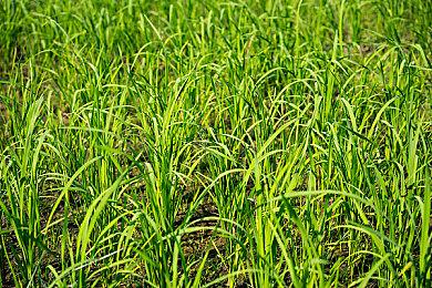 篮球就是一切：NBA® 2K25全球上市